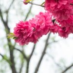 Peach Trees Blossoming Stock Photo