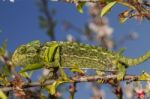 Cute Green Chameleon Stock Photo