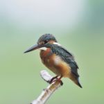 Female Common Kingfisher Stock Photo