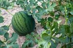 Watermelon Stock Photo