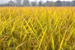 Golden Rice Field Stock Photo