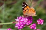 Close-up Of A Painted Lady (vanessa Cardui) Stock Photo