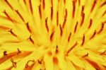 Yellow Dandelion Stock Photo