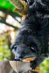 Asian Bearcat - Arctictis Binturong Stock Photo