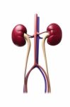 Human Kidney Stock Photo