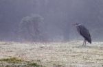 Grey Heron (ardea Cinerea) Stock Photo