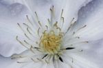 White Clematis Bud Stock Photo