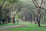 Rural Way Of Tree In Public Park Stock Photo