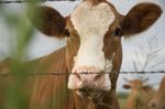 Australian Cow Stock Photo