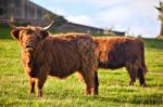 Highland Angus Cow Stock Photo