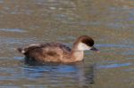 Red-crested Pochard (netta Rufina) Stock Photo