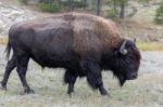 American Bison (bison Bison) Stock Photo