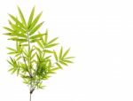 Green Bamboo Leaves On White Background Stock Photo