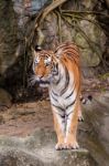 Bengal Tiger Standing On The Rock Stock Photo