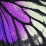 Purple Butterfly Wing Stock Photo