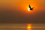 Seagull Flying At Sunset Stock Photo