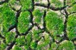 Green Grass On Cracked Earth Stock Photo