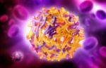 Yellow Fever Virus Stock Photo