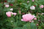 Pink Roses Bush In The Garden Stock Photo