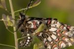 Spanish Festoon Butterfly (zerynthia Rumina) Stock Photo