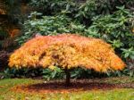 Acer Tree Leaves Changing Colour In Autumn Stock Photo