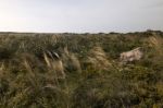 Mediterranean Native Vegetation Stock Photo