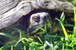 Closeup View  Of A Tortoise Head Stock Photo