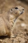 Prairie Dog Stock Photo