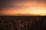 Cotton Field In Oakey, Queensland Stock Photo