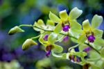 Dendrobium Jean Chretien (dendrobium Mak See X Dendrobium Anchin Stock Photo