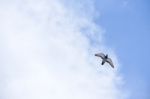 Pigeon Flies In The Blue Sky In A Sunny Day Stock Photo