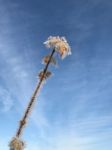 Winter Leaf On A Blue Sky Stock Photo