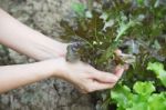 Fresh Young Plant Stock Photo