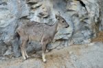 Goral Stock Photo