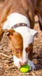 American Staffordshire Terrier Stock Photo