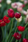 Red Tulip Stock Photo