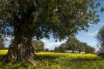 Almond Orchard In A Field Of Yellow Flowers Stock Photo