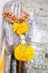 Flower On Buddha Hand Stock Photo