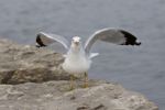 Funny Image With The Gull On The Shore Stock Photo