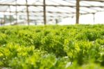 Hydroponics Vegetable Stock Photo