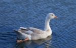 Image With The Snow Goose Swimming In The Lake Stock Photo