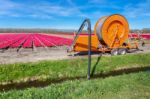 Agricultural Sprinkler System Pumping Water From Ditch To Tulips Stock Photo