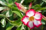  Azalea Flowers Blooming White Color Phu Echea Guard And Sun Stock Photo