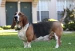 Basset Hound Stock Photo