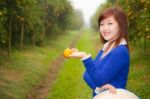 Gardener Girl Picking Fresh Orange Stock Photo