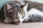 Thai Cat Sleeping In Garden Home Stock Photo