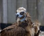 Background With The Unique Cinereous Vulture Stock Photo