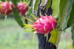 Dragon Fruit Stock Photo