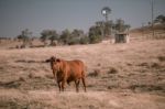 Cow And A Windmill In The Country Stock Photo