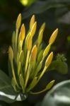 Yellow Ixora Flowers Stock Photo